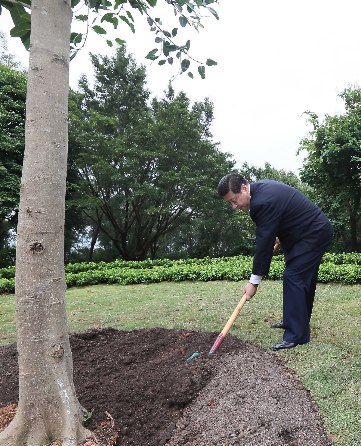 2012年12月8日，習(xí)近平在深圳蓮花山公園種下一棵高山榕樹。